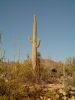 Saguaro NP